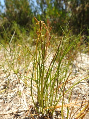 Triglochin barrelieri