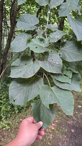 iNaturalist observation photo of basswood