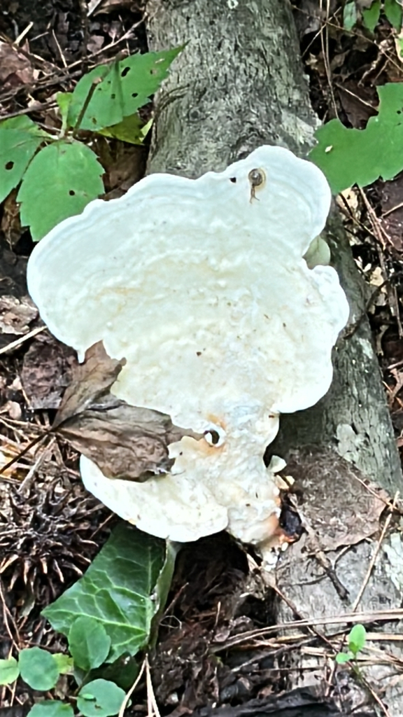 Trametes aesculi · August 2026 · photo: Photo: (c) caher001, some rights reserved (CC BY) · iNaturalist