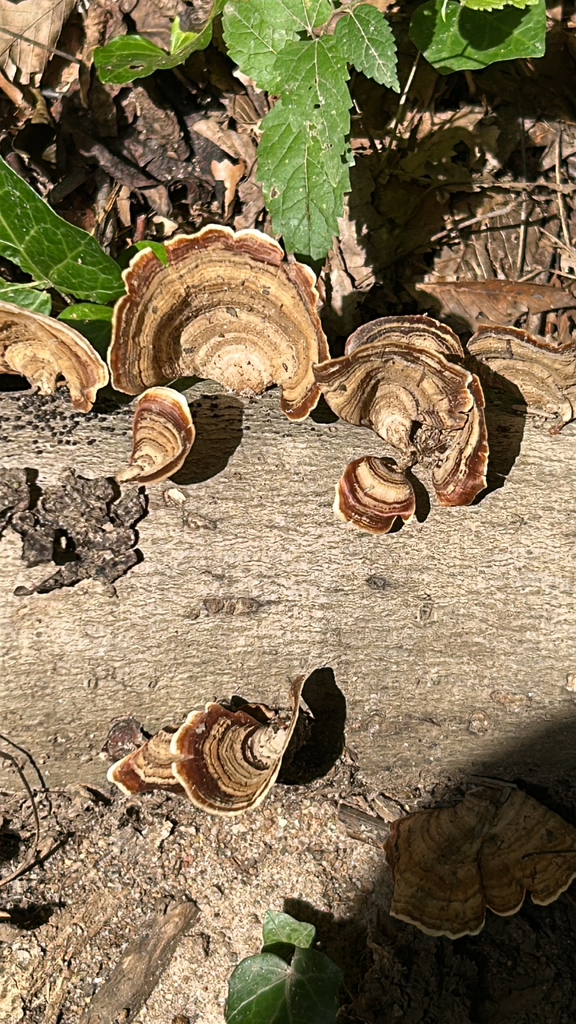 False Turkeytail · August 2026 · photo: Photo: (c) caher001, some rights reserved (CC BY) · iNaturalist