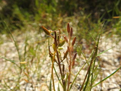 Triglochin barrelieri