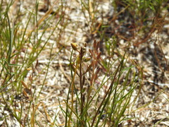 Triglochin barrelieri