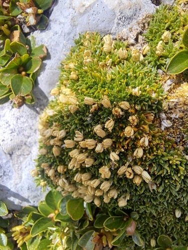 Cherleria sedoides, photograph 2