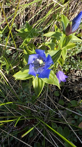 Gentiana platypetala, photograph 3