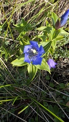 Gentiana platypetala, photograph (c) Alexandria 'Alex' Wenninger, some rights reserved (CC BY)