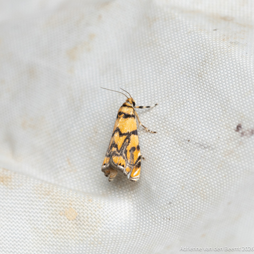 Diptychophora harlequinalis photo 2