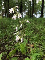 Penstemon pallidus