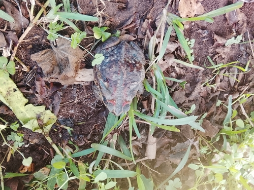 Cururu Toad