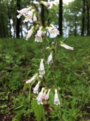 Penstemon pallidus