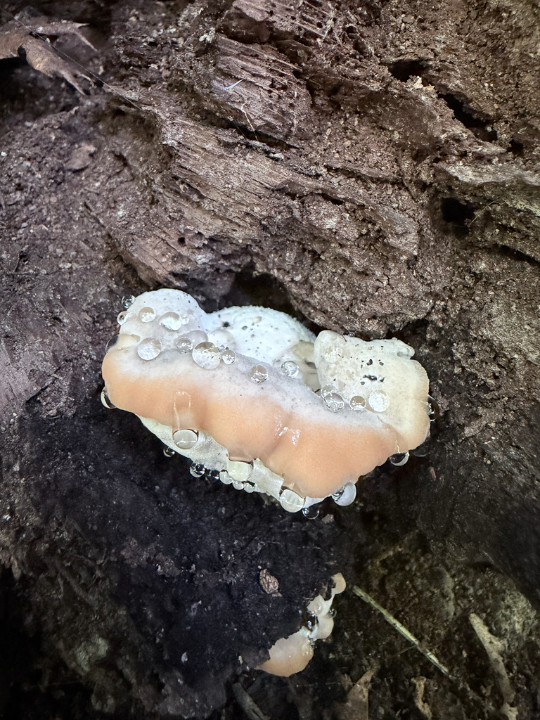 green cheese polypore