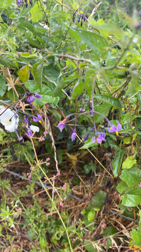 bittersweet nightshade