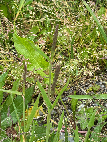 Hordeum brachyantherum, photograph 4