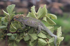 Bradypodion thamnobates
