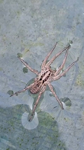 Radiated Wolf Spider