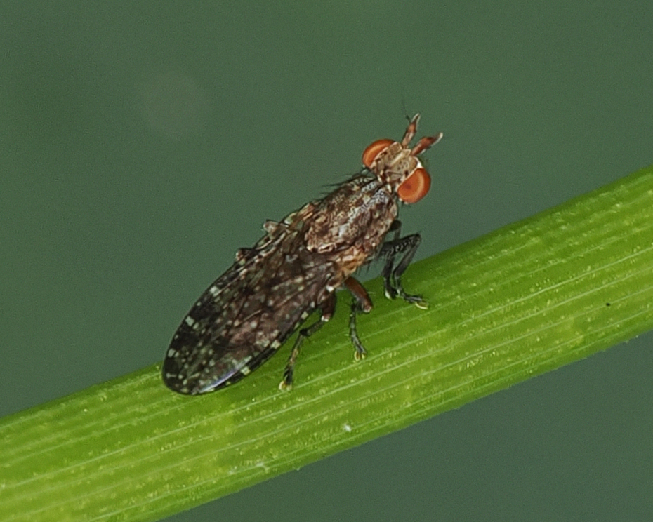 Dictya atlantica