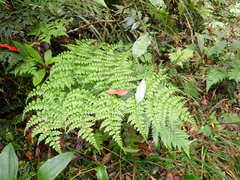 Dryopteris diffracta