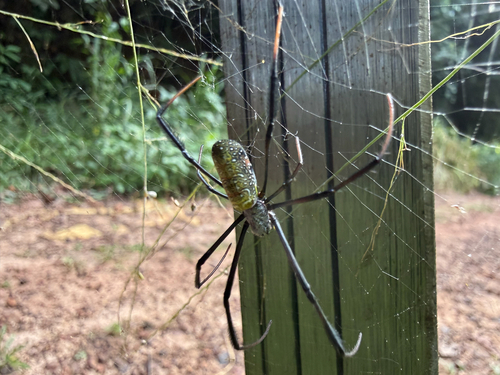 Hairy Golden Orb-weaving Spider