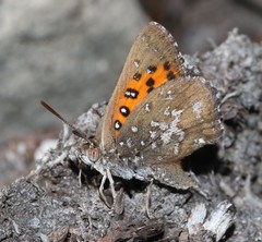 Aloeides thyra thyra