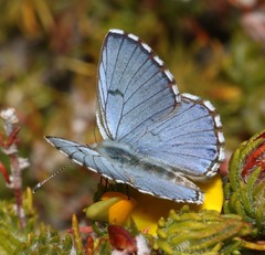 Lepidochrysops oreas junae