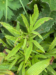 (c) Nikita Lavrenov, some rights reserved (CC BY) Jacobaea cannabifolia, photograph (c) Nikita Lavrenov, some rights reserved (CC BY)