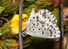 Lepidochrysops oreas junae