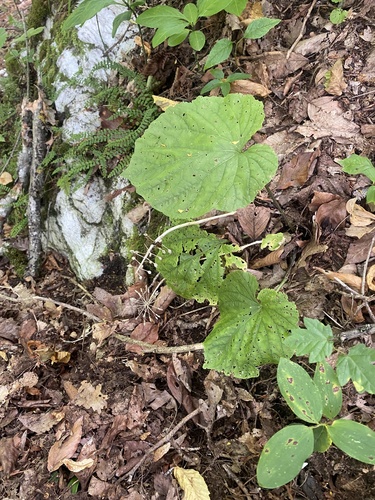Pachyphragma macrophyllum