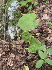 Pachyphragma macrophyllum