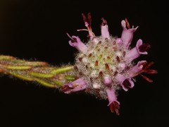 Erica barbigeroides
