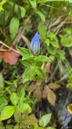 Gentiana platypetala, photograph 2