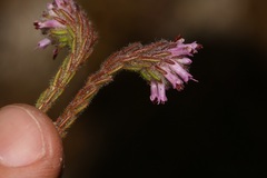 Erica barbigeroides