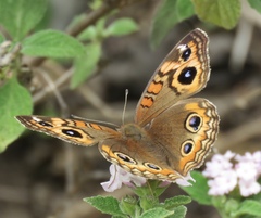 Junonia genoveva