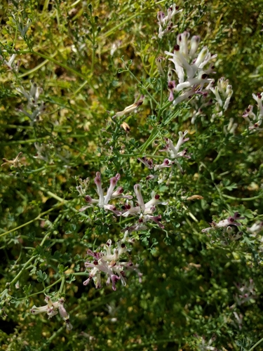Fumaria agraria (Fumaria agraria)