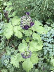 Hydrophyllum tenuipes