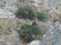 Puya boliviensis