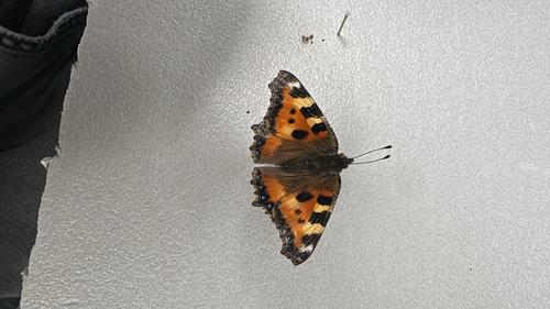 Small Tortoiseshell
