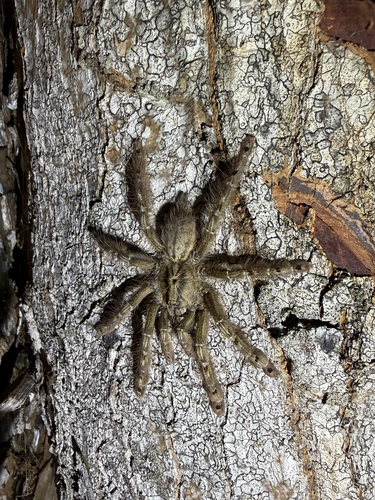 Featherleg Baboon Spider
