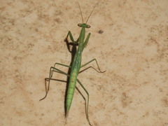 Miomantis paykullii