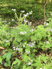 Phacelia bipinnatifida