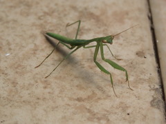 Miomantis paykullii