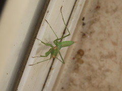 Miomantis paykullii