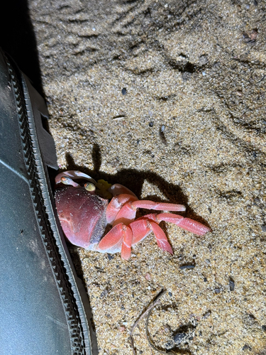 African Ghost Crab