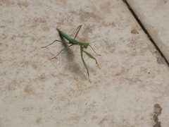 Miomantis paykullii