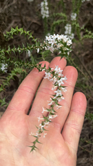 Epacris pulchella