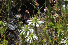 Erica thomae thomae
