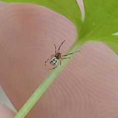 Latrodectus geometricus