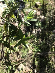 Campovassouria cruciata
