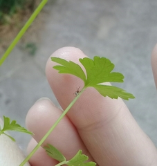 Latrodectus geometricus