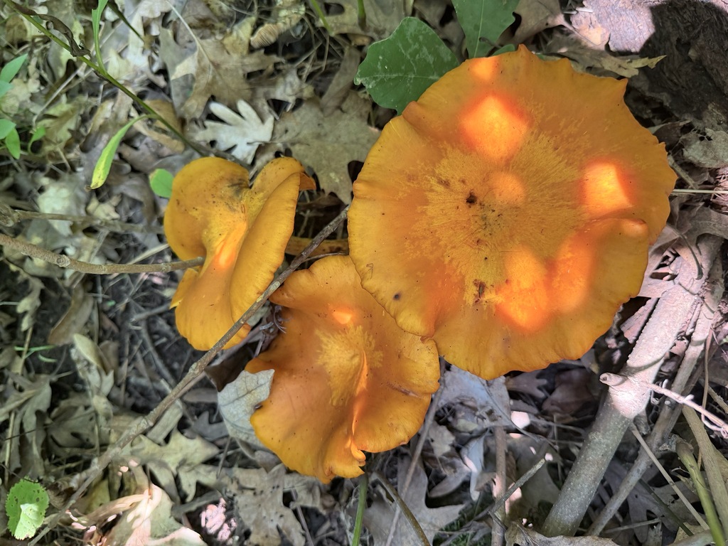 Eastern American jack-o'-lantern · August 2026 · photo: Photo: (c) Erica Tava Johnson, some rights reserved (CC BY) · iNaturalist