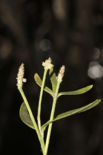 Ranunculus uncinatus
