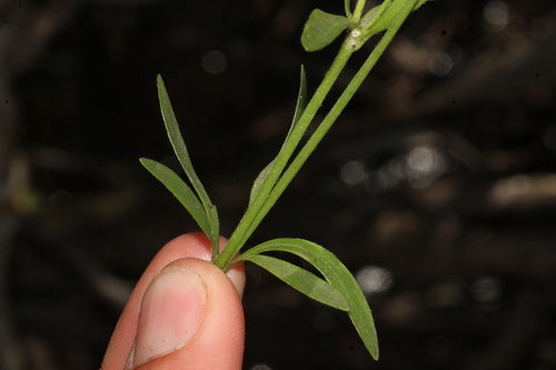 Ranunculus uncinatus, photograph 2
